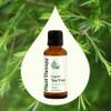 Plant Therapy Organic Tea Tree Oil (Melaleuca) 100% Pure, USDA Certified Organic, Undiluted, Natural Aromatherapy, Therapeutic Grade 30 mL (1 oz) view 3