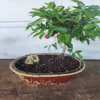 Indoorbonsaiexotics Dwarf Weeping Cherry Beginner Bonsai Tree (Indoors)