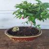 Indoorbonsaiexotics Dwarf Weeping Cherry Beginner Bonsai Tree (Indoors) view 1