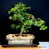 Indoorbonsaiexotics Dwarf Weeping Cherry Beginner Bonsai Tree (Indoors) view 2