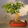 Bonsai Boy Ficus Retusa Bonsai Tree - Medium Curved Trunk Style view 1