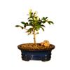 Bonsai Boy Flowering Lavender Star Flower Bonsai Tree - Small Grewia Occidentalis view 1