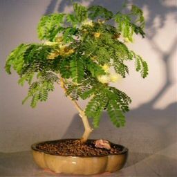 Bonsai Boy Flowering Brazilian Raintree Bonsai Tree - Medium pithecellobium tortum