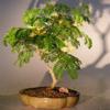 Bonsai Boy Flowering Brazilian Raintree Bonsai Tree - Medium pithecellobium tortum view 1