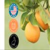 Sweet Orange Essential Oil - 16 fl oz (473 ml) Amber Glass Bottle - 100% Pure Essential Oil - GreenHealth view 3