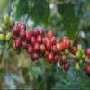 Caf Mesa de los Santos  Premium Colombian Ground Coffee, Medium Roast, 16 Ounce Bag  Organic Certified, Bird Friendly certified, hand picked, shade grown, roasted at origin view 4