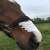 Flair Equine Nasal Strips for Horses (USA, 6 Pack), Adhesive Equine Nasal Strips & Support, Breathing Improvement for Competition and Training Horses, Equine Health Supplies, Breathing Aid view 4