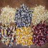 Amish Country Popcorn | 6-2 lb Bags | 12 lb Burlap Variety Set | Blue - Medium White - Medium Yellow - Baby White - Rainbow - Red Popcorn Kernels | (Burlap Variety Set - 6-2 lb Bags) view 2