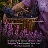 Majestic Pure Essential Oil with Glass Dropper - 100% Pure and Natural - Essential Oils for Diffuser, Aromatherapy, Soap and Candle Making, Lavender Essential Oil, Lavender Oil, 4 Fl Oz Pack of 2 view 3