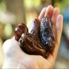 Al Madina Dates - Pack of 2-2LBS/907g -    view 3
