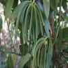 10 Organic Madagascar Vanilla Beans Grade A/B. Certified USDA Organic. 5"-7" by FITNCLEAN VANILLA for Extract and Everything Vanilla. view 3