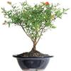 1 Pomegranate Bonsai Tree Flowering Fruit Plant Rare MHWK26 view 1