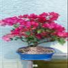 Bougainvillea Large Bonsai Tree From Indoorbonsaiandexotics view 1