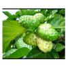 [Medicinal Herbal Pills] 100% Natural NONI Pills/  4oz / 113g view 3