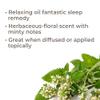 Plant Therapy Catnip Essential Oil 10 mL (1/3 oz), 100% Pure, Undiluted, Natural Aromatherapy, for Out Door Activities, Respiratory Support, and Digestive Relief view 2