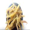 Satavari Root,Asparagus Racemosusv (2) view 4