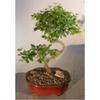 Bonsai Boy Flowering Sweet Plum- Medium Curved Trunk Style sageretia theezans view 1