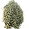 Ancient Indian Ayurvedic Herb Swertia,Chirayata, chirata from Sanaa Zesty (8) view 2