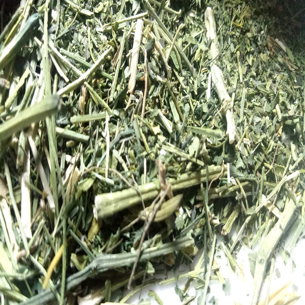 Ancient Indian Ayurvedic Herb Swertia,Chirayata, chirata from Sanaa Zesty (16)