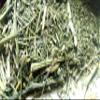 Ancient Indian Ayurvedic Herb Swertia,Chirayata, chirata from Sanaa Zesty (16) view 1