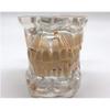 Dental Teeth Model,32 pcs Teeth Implant Demonstration Model Unremovable for Dental Student Education view 3