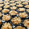 4 PORTION Cups - Makes Gallons of Original Florida Sun Kefir Water Kefir Probiotic Scoby Grains (6) SIX Brewing Bags view 3